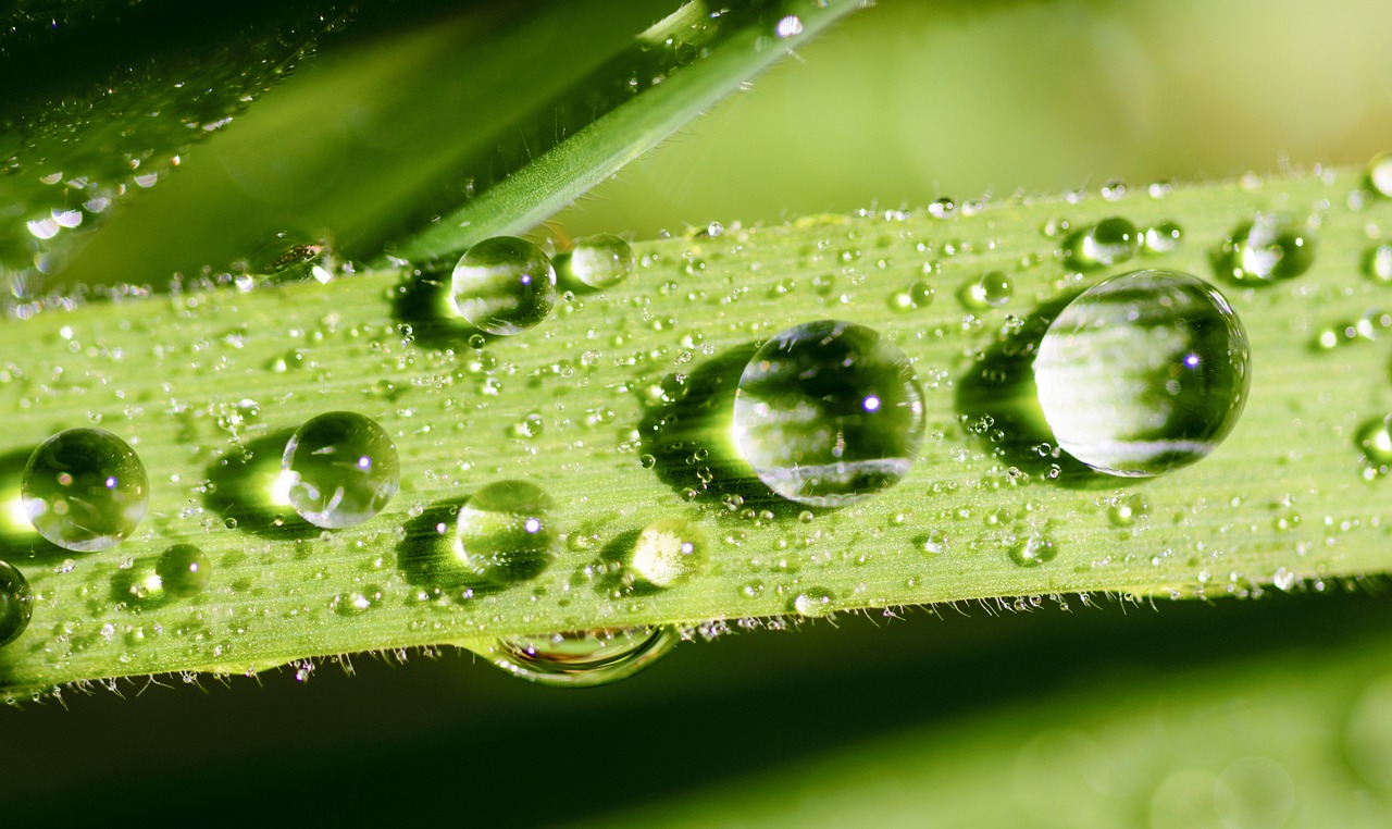 Best Eco-Farming Techniques to Maximize Crop Yield